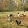 Girls browsing the lower pasture