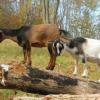 Pippi, Pixal, and Daisy playing on the logs