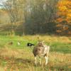 Pickle and girls in lower pasture